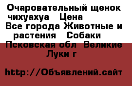 Очаровательный щенок чихуахуа › Цена ­ 40 000 - Все города Животные и растения » Собаки   . Псковская обл.,Великие Луки г.